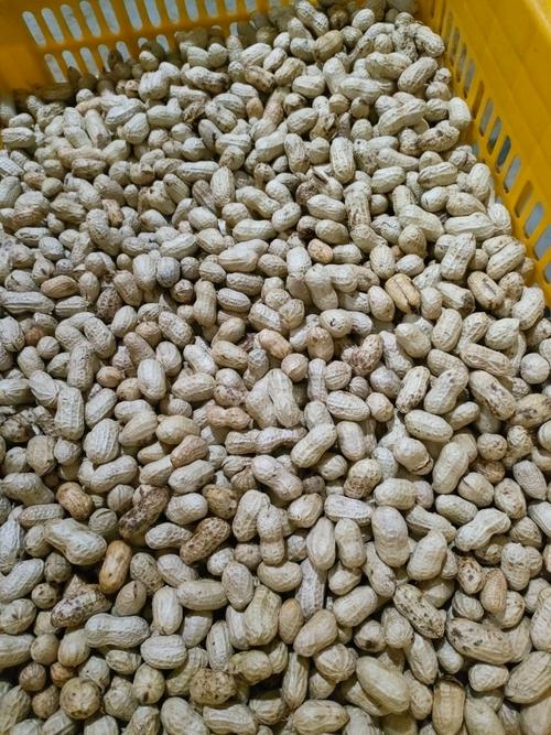 今日洛阳唐河花生价格多少？-图1