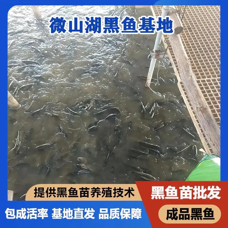 山东黑鱼养殖提供技术-图1