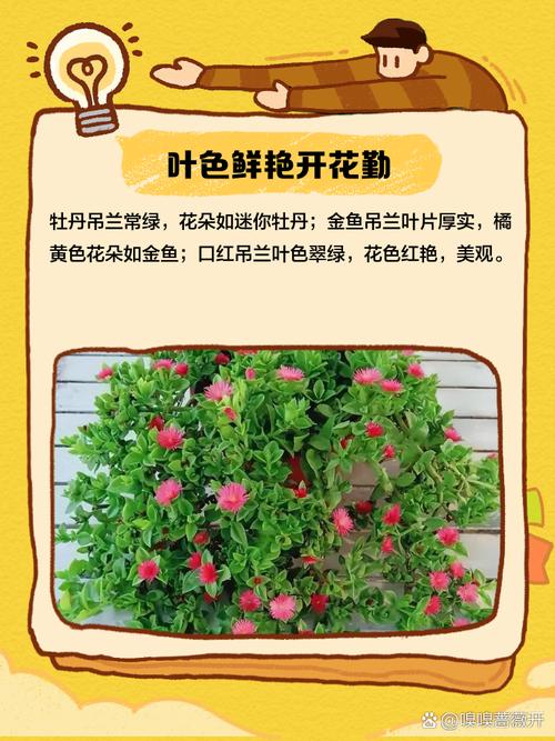 吊兰常见品种有哪些？图解识别看这里！-图1