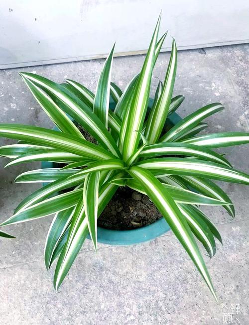 吊兰常见品种有哪些？图解识别看这里！-图3