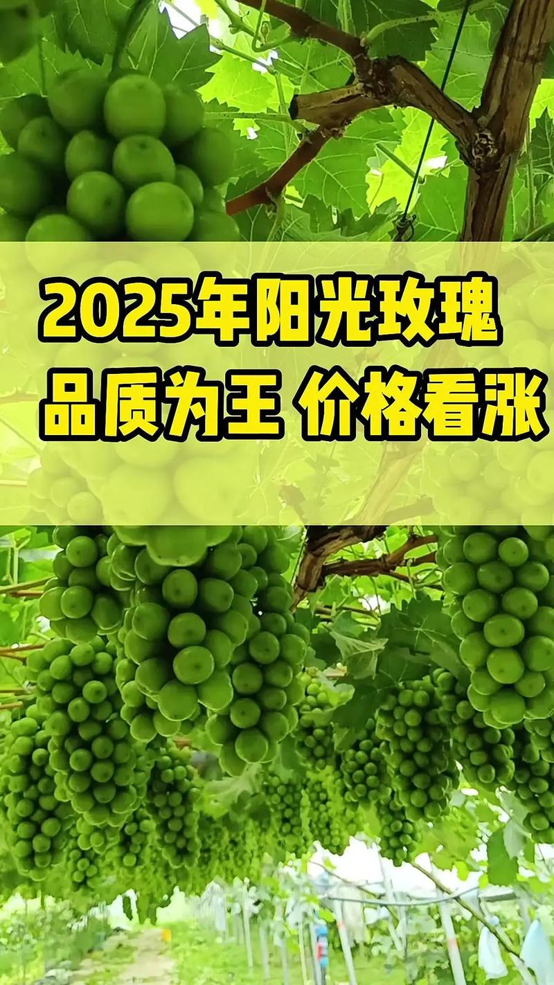 今年葡萄价格为何这么好？-图1