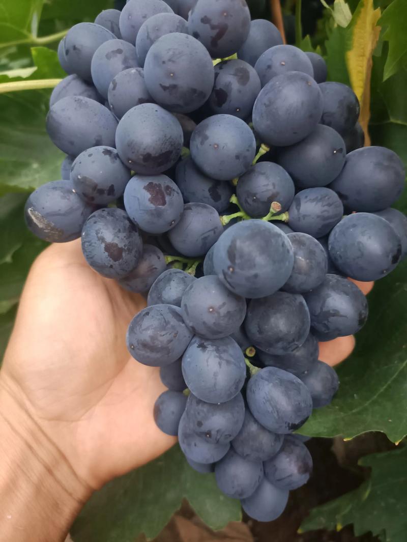 今年葡萄价格为何这么好？-图3