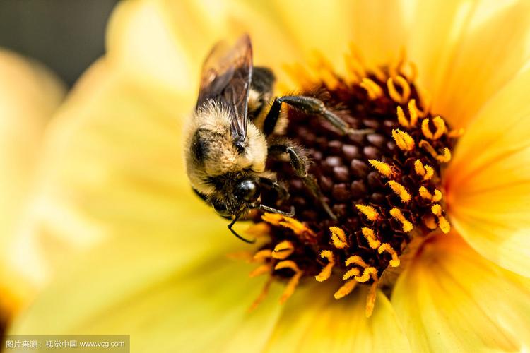 中华蜜蜂蜂王价格究竟是多少？-图2