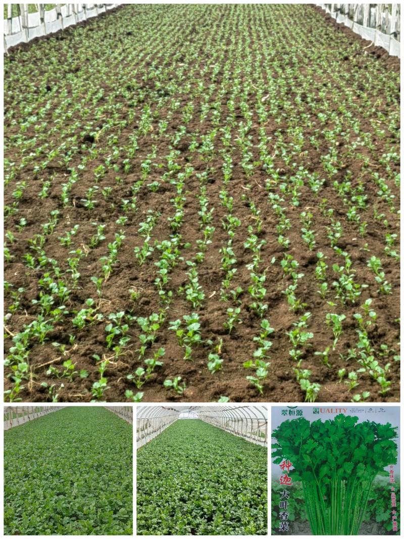 广州香菜品种有何特别之处？-图1