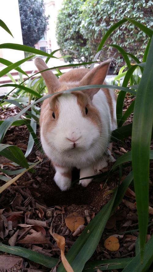 哪些兔子品种适合当宠物？-图2