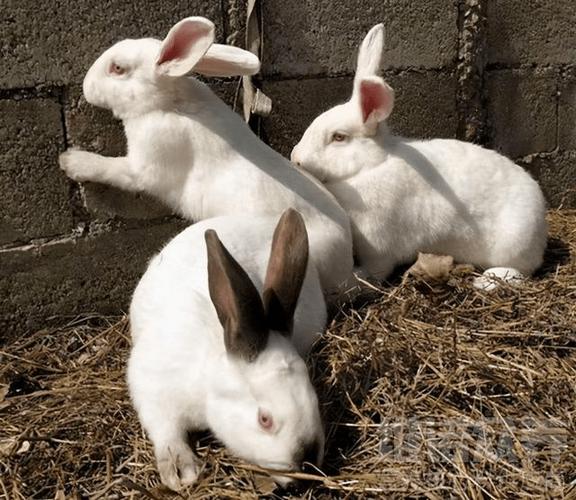 哪些兔子品种适合当宠物？-图3