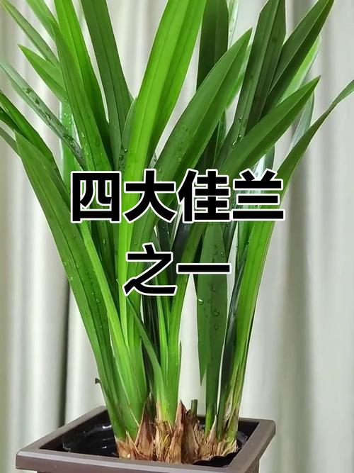 墨兰名贵品种有哪些？-图1