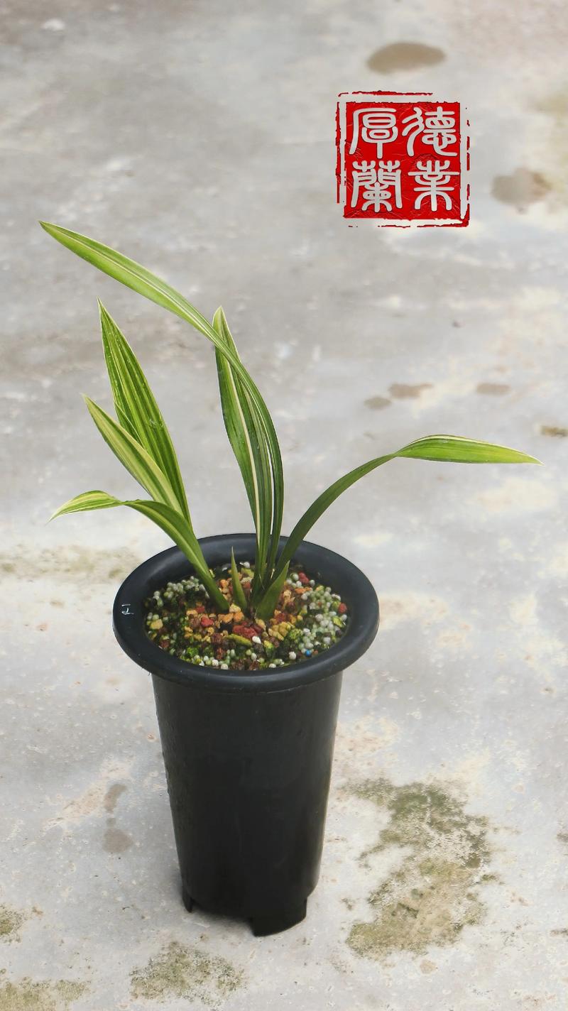 墨兰名贵品种有哪些？-图2