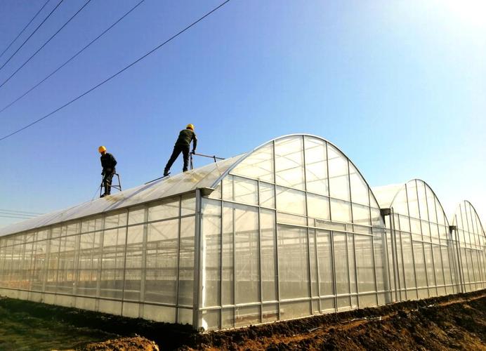 大棚冬季种植技术视频-图2
