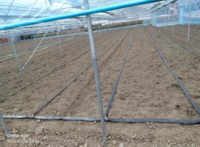 大棚冬季种植技术视频-图1