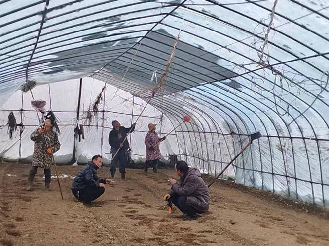 大棚冬季种植技术视频-图3