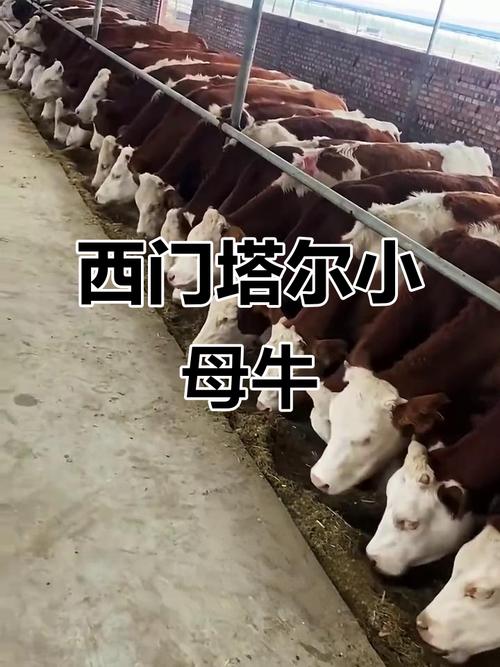 东北西门塔尔牛犊价格多少？-图1