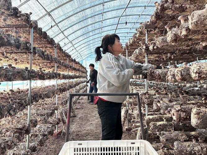 花菇种植视频，新手能学会吗？-图1