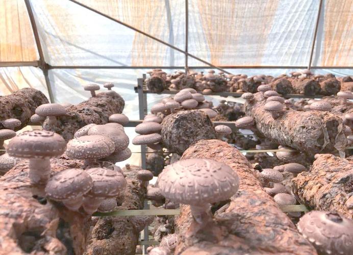 花菇种植视频，新手能学会吗？-图2