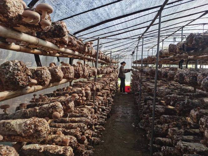 花菇种植视频，新手能学会吗？-图3