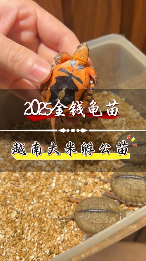 2025金钱龟苗价格会涨还是跌？-图3