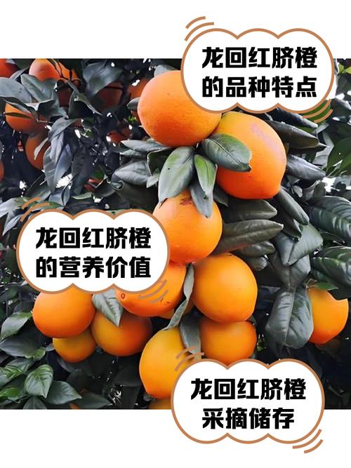 脐橙品种学名有哪些？-图2