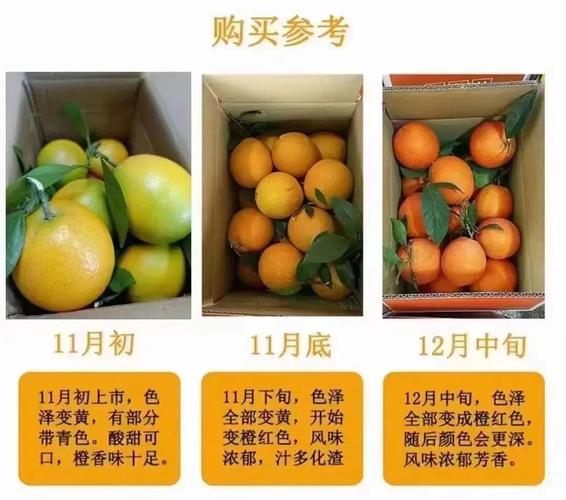 脐橙品种学名有哪些？-图1