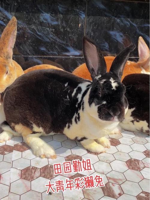 獭兔养殖新技术视频有哪些要点？-图1