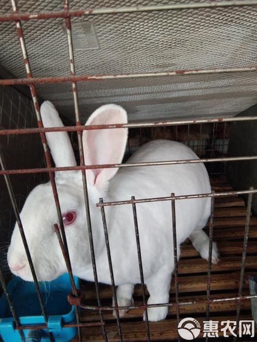 獭兔养殖新技术视频有哪些要点？-图2