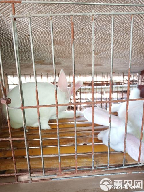 獭兔养殖新技术视频有哪些要点？-图3