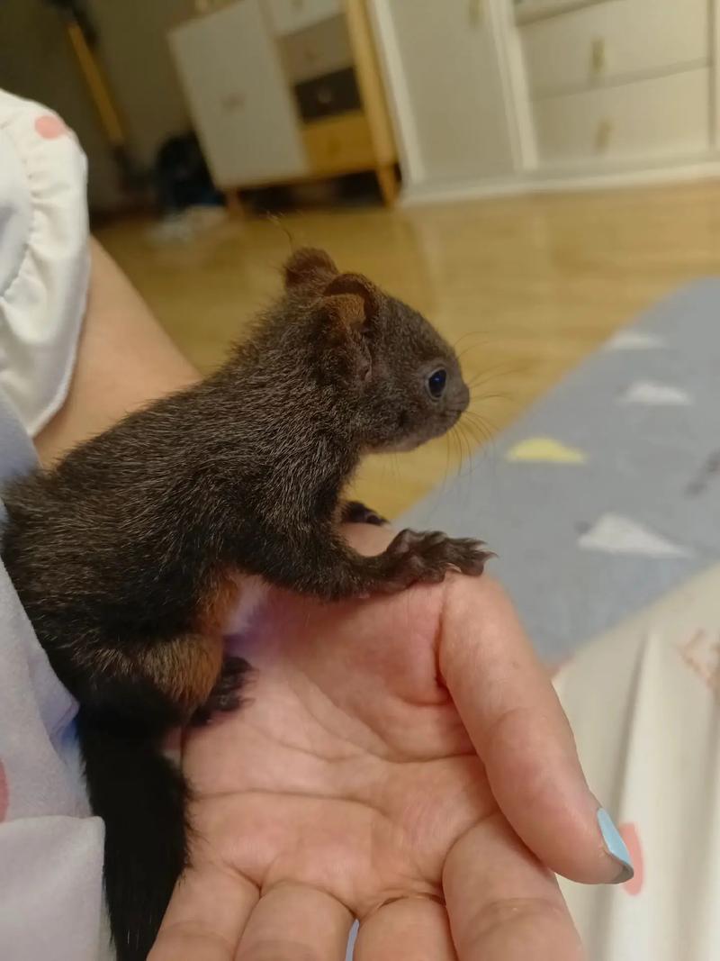 魔王松鼠怎么繁殖技术-图1