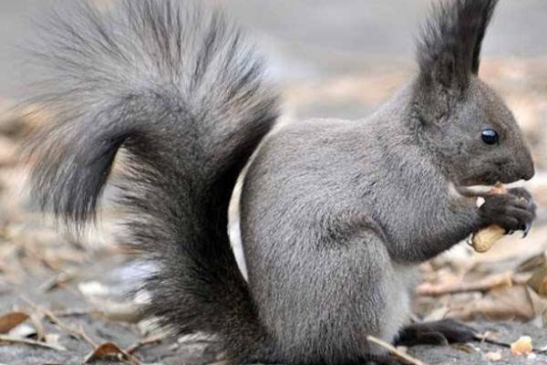 魔王松鼠怎么繁殖技术-图2