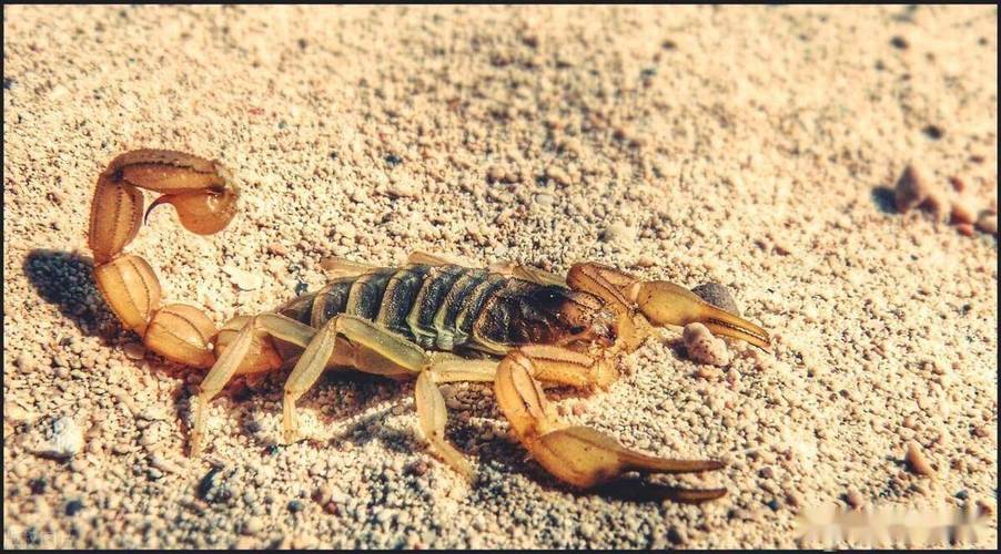 亳州中药市场蝎子价格现在多少？-图1