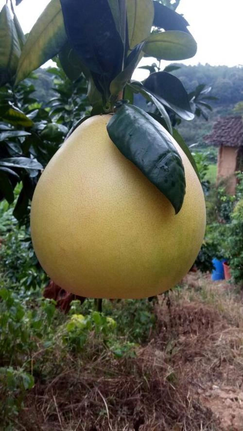 全球最大柚子品种是哪个？-图1