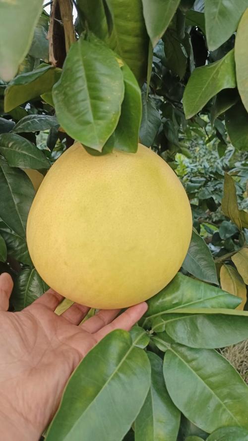 全球最大柚子品种是哪个？-图3