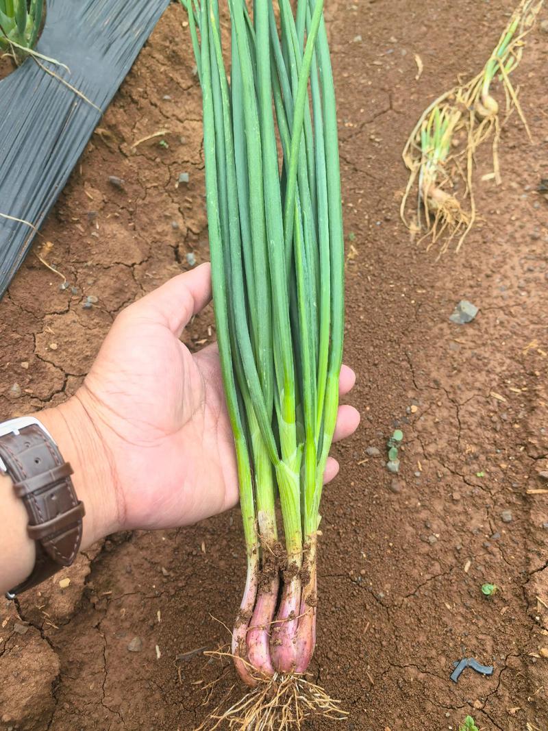 2025红葱价格预测-图1