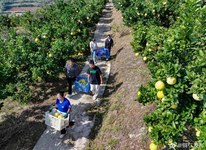广西柚子种植技术视频-图1