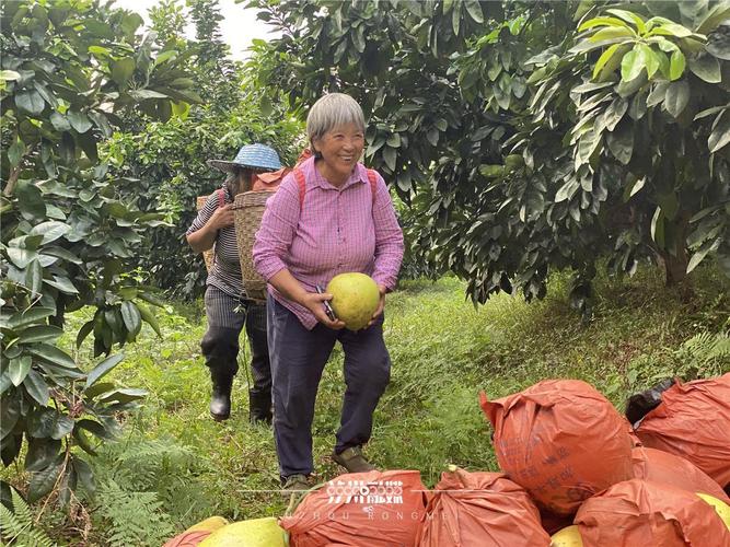 广西柚子种植技术视频-图2