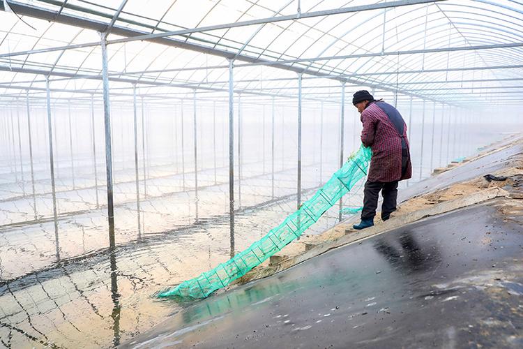 温室冬季养龙虾，关键技术有哪些？-图2