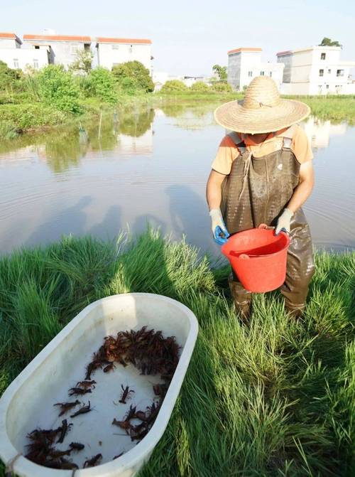 温室冬季养龙虾，关键技术有哪些？-图3