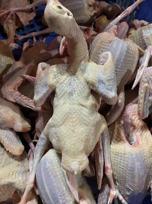 今日乳鸽价格最新行情-图1