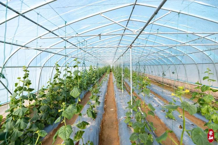 春季大棚黄瓜咋管理才能高产？-图1