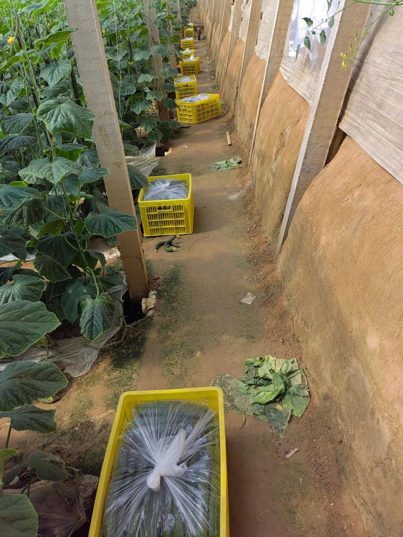 春季大棚黄瓜咋管理才能高产？-图3