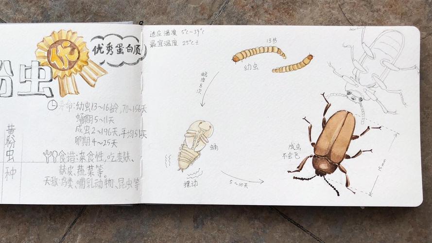 黄粉虫养殖技术与经验有哪些要点？-图1