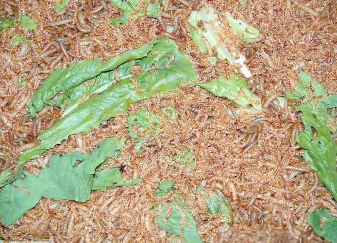 黄粉虫养殖技术与经验有哪些要点？-图2
