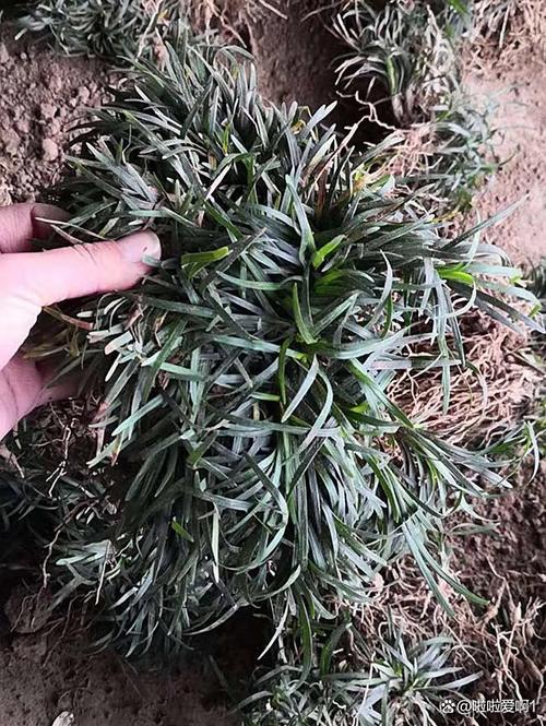 观赏麦冬种植技术有哪些关键点？-图2