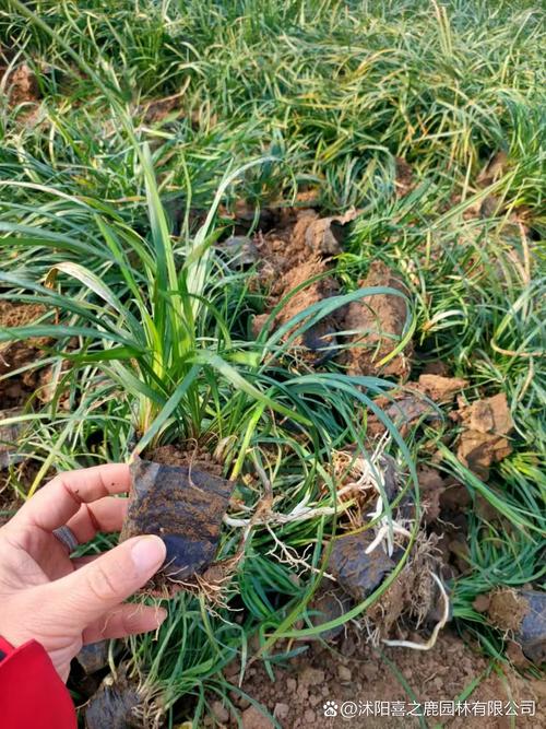 观赏麦冬种植技术有哪些关键点？-图3