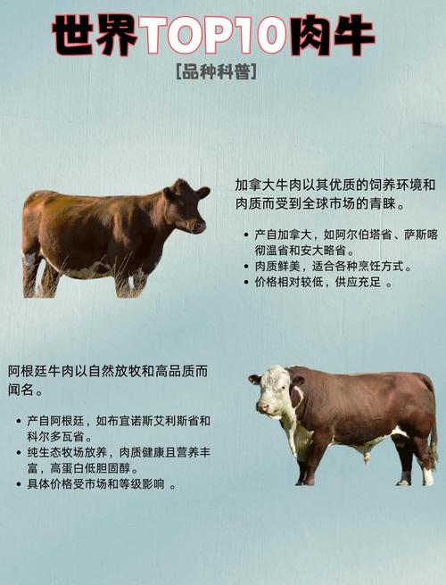 肉牛品种养殖综合排行，哪种最优？-图3