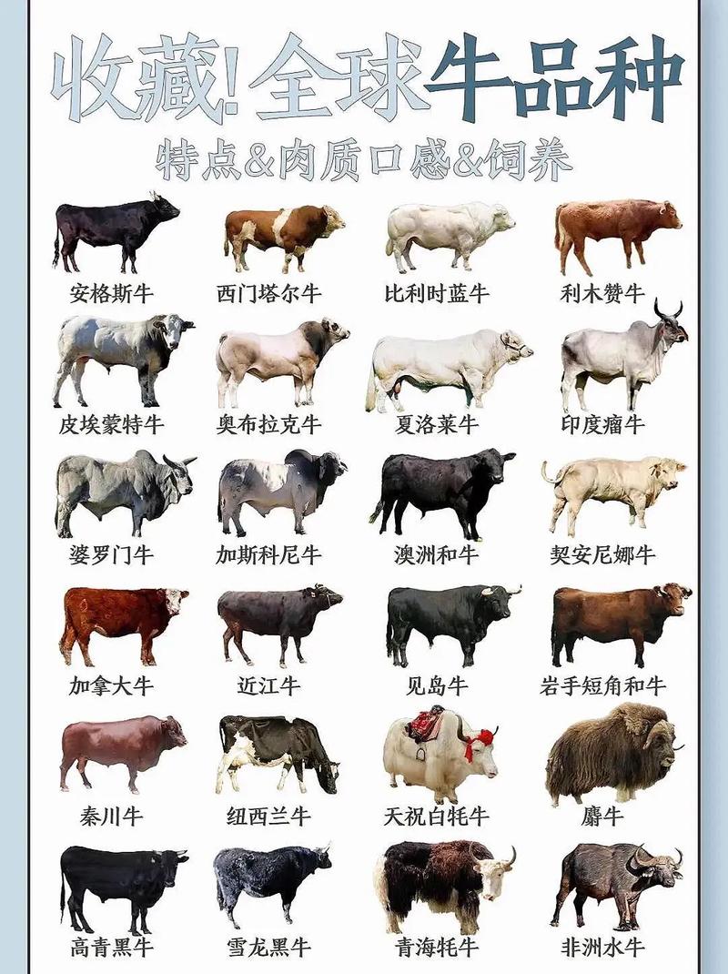 肉牛品种养殖综合排行，哪种最优？-图1
