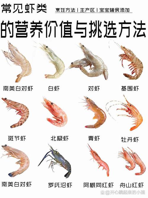 中国淡水虾品种到底有多少种？-图1