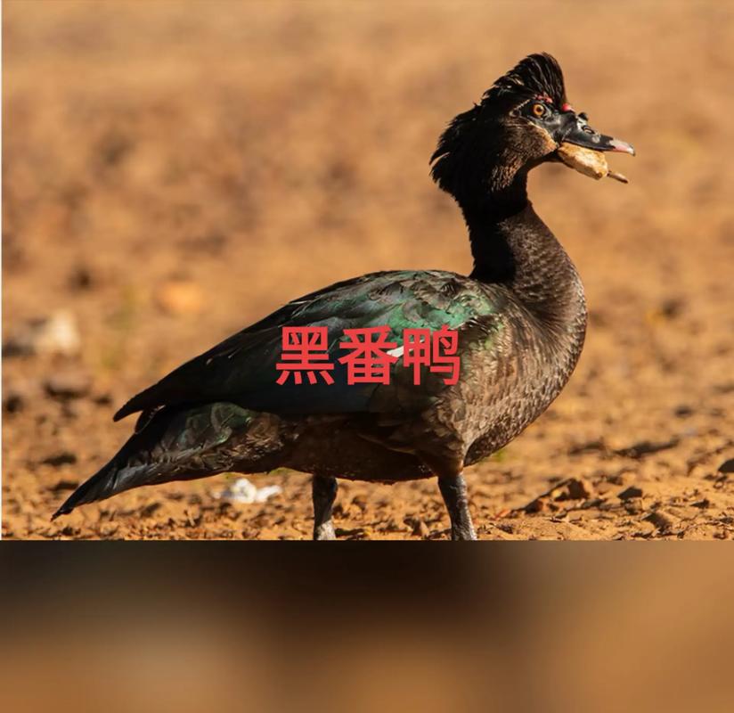 黑鸭子是什么品种？-图1