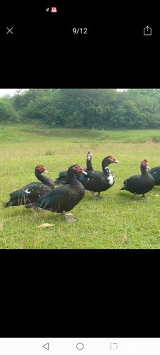 黑鸭子是什么品种？-图2