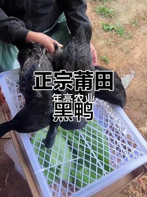黑鸭子是什么品种？-图3