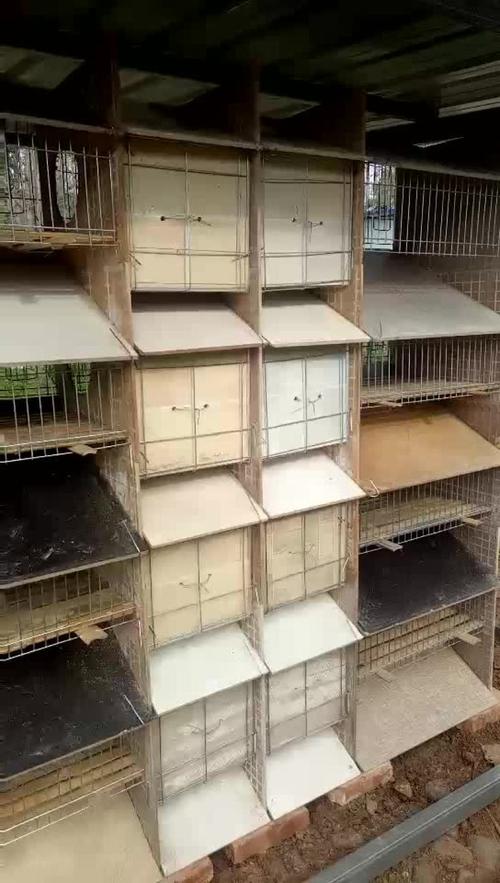 山东獭兔价格最新走势如何？-图1