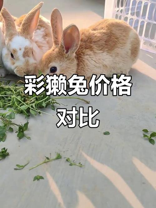 山东獭兔价格最新走势如何？-图2